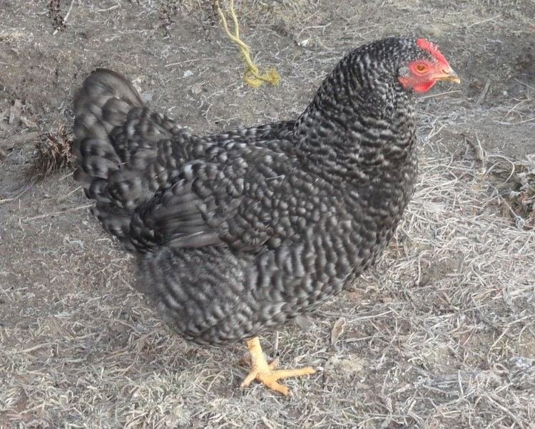 Speel nu Chicken Road online en geniet van gokkasten en bonussen