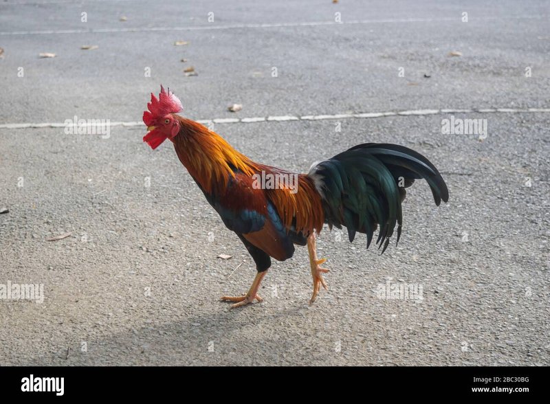 Best chicken road nederland in Netherlands