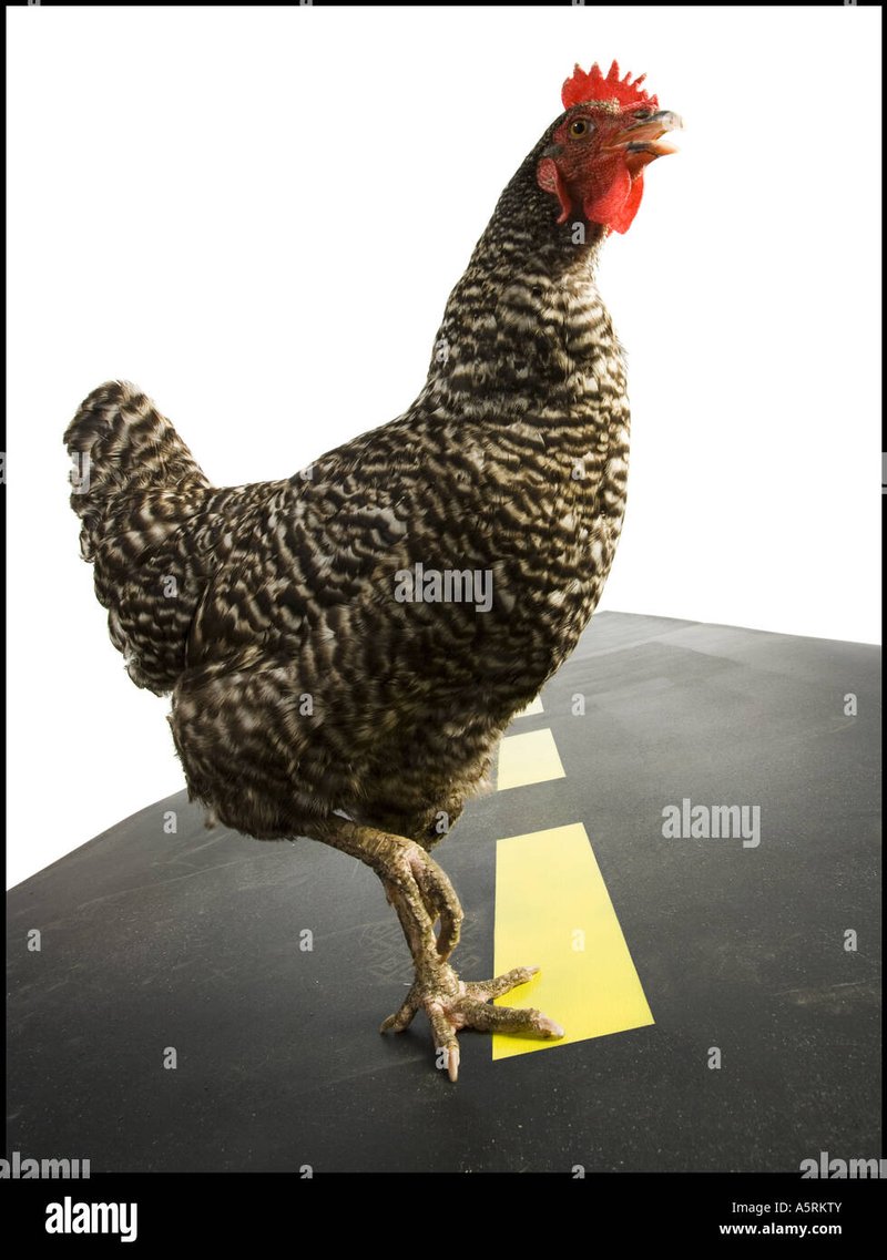 Présentation de chicken road 2 game